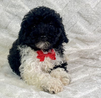 Mini Poodle