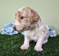 Mini Poodle