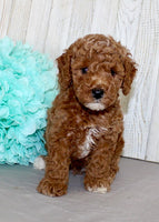 Mini Poodle