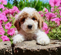 Mini Poodle