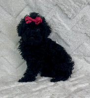 Mini Poodle