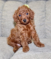 Mini Poodle