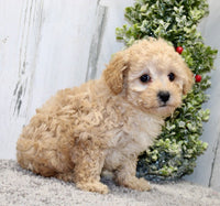 Mini Poodle 