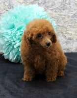 Mini Poodle