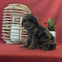  Mini Poodle