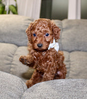 Mini Poodle