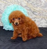 Mini Poodle