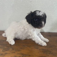 Mini Poodle