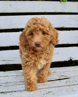 Mini Poodle