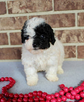 Mini Poodle