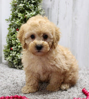 Mini Poodle