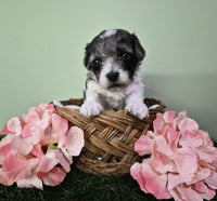 Mini Poodle