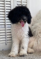 Mini Poodle