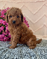 Mini Poodle