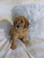 Mini Poodle