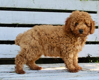 Mini Poodle
