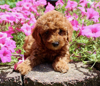 Mini Poodle