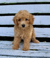Mini Poodle