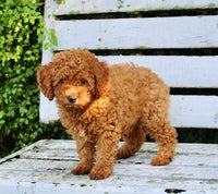 Mini Poodle