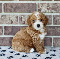 Mini Poodle