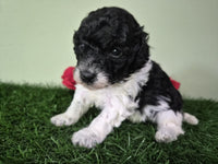 Mini Poodle