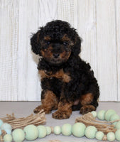 Mini Poodle