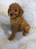 Mini Poodle