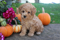 Mini Poodle