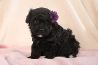 Mini Poodle