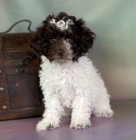 Mini Poodle