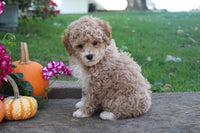 Mini Poodle