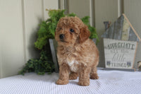 Mini Poodle