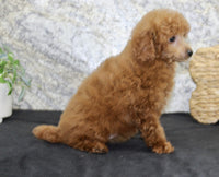 Mini Poodle
