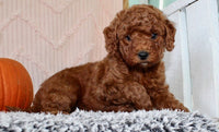 Mini Poodle