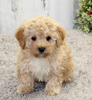 Mini Poodle 