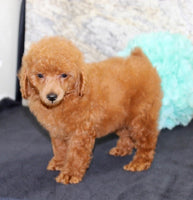 Mini Poodle