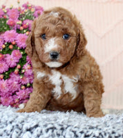 Mini Poodle