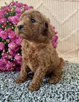 Mini Poodle