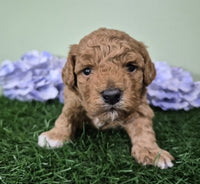 Mini Poodle