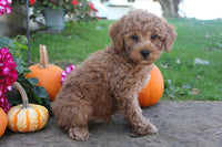 Mini Poodle