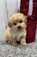 Mini Poodle 