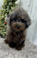 Mini Poodle