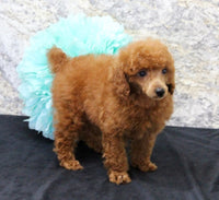 Mini Poodle
