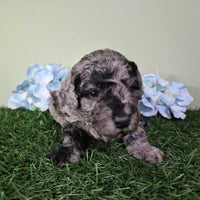 Mini Poodle