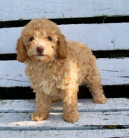 Mini Poodle