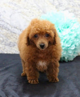 Mini Poodle