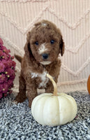 Mini Poodle