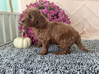 Mini Poodle