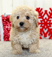 Mini Poodle 