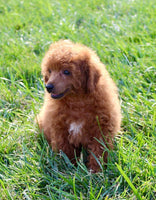 Mini Poodle